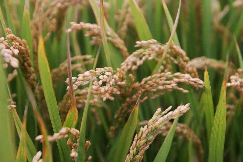  技术突破：Xa48基因克隆与NLR免疫受体模型如何重塑水稻抗病育种格局 新闻