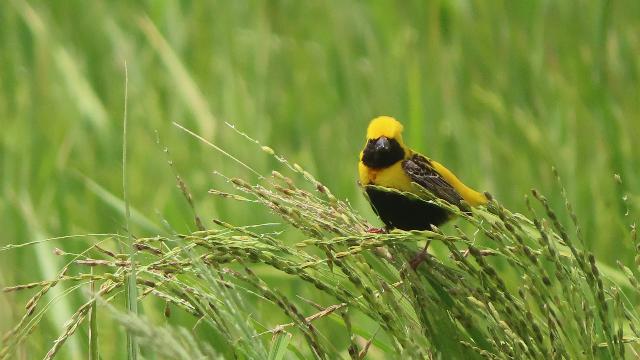  技术突破：Xa48基因克隆与NLR免疫受体模型如何重塑水稻抗病育种格局 新闻