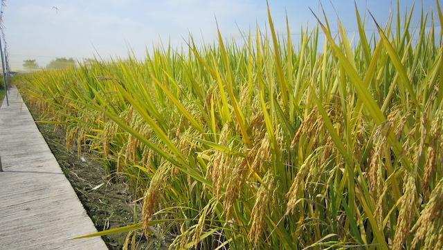  技术突破：Xa48基因克隆与NLR免疫受体模型如何重塑水稻抗病育种格局 新闻