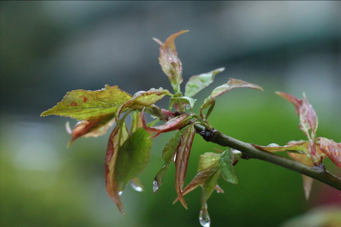  谷雨天文算法解密：太阳黄经15度法则与降雨预兆的精确关联 文化旅游