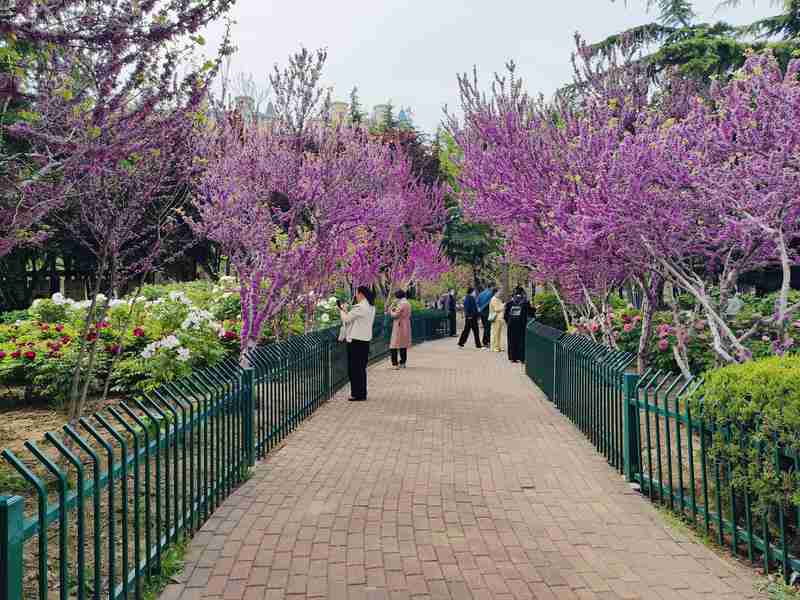 寿光中华牡丹园技术解码：30万株牡丹如何成就齐鲁春日顶流 文化旅游