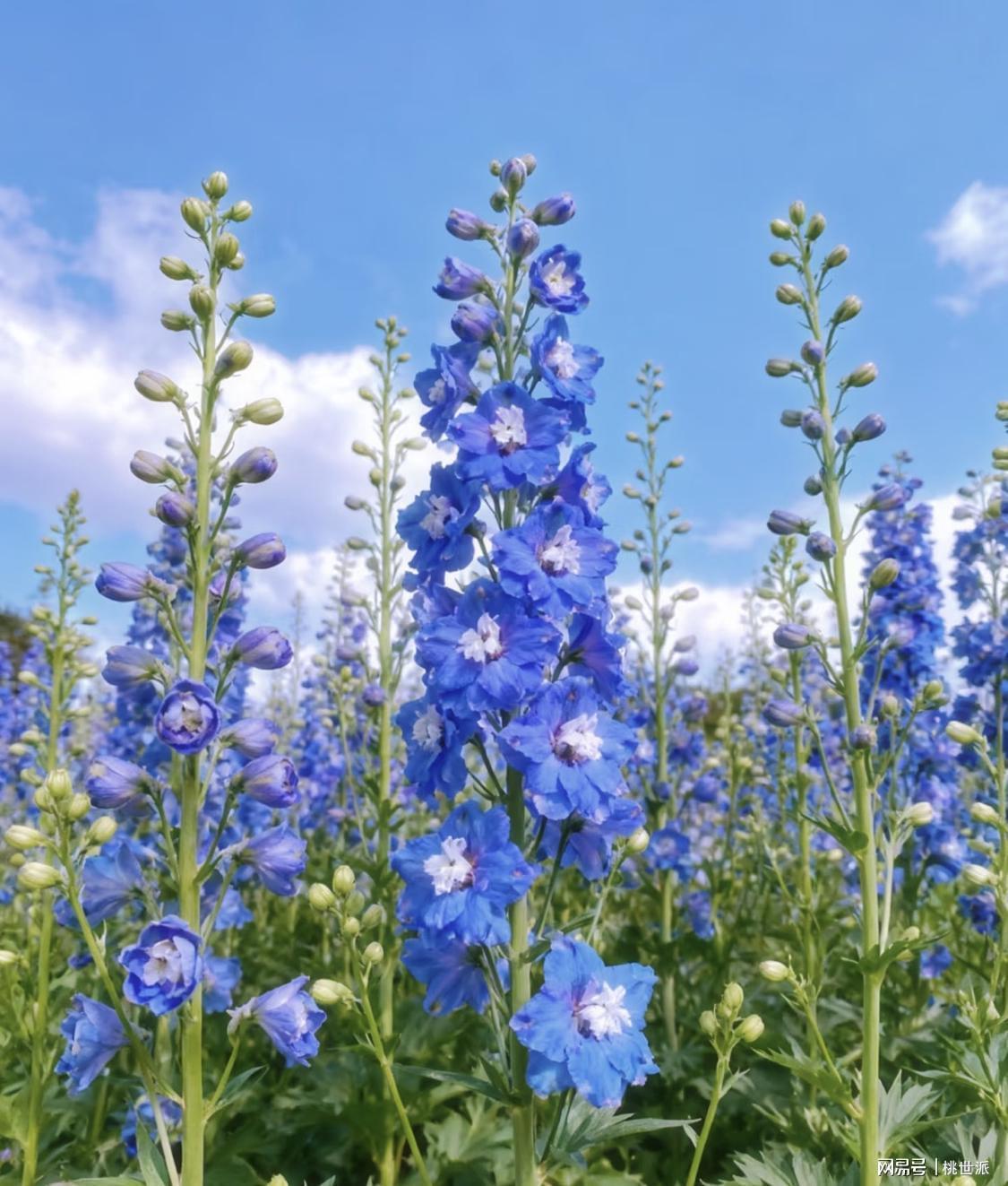 法律实务：农业承包合同与土地租赁合同的界定标准解析 企业服务