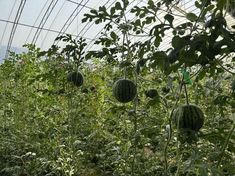  技术破局：富硒西瓜产业26年数字化转型深度复盘 新闻